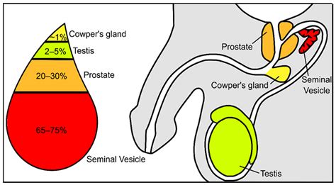 liquide seminal|Understanding the seminal plasma proteome and its。